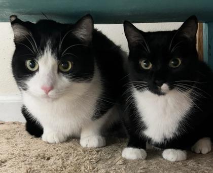 Callisto, Adoptable, Young Female Domestic Short Hair & Domestic Short Hair.