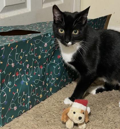 Callisto, a Adoptable mixed breed in Romeoville, IL image 2/5