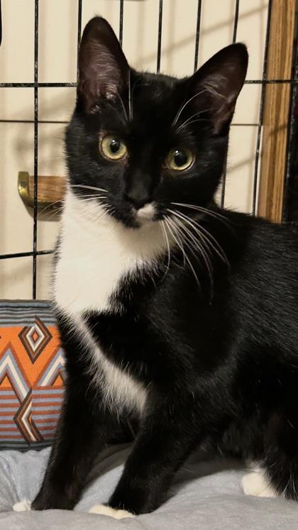 Callisto, a Adoptable mixed breed in Romeoville, IL image 5/5