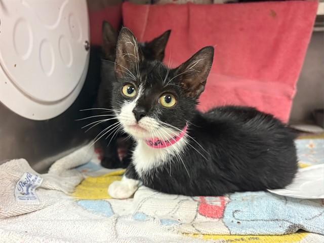 SERENA, Adoptable, Kitten Female Domestic Short Hair.