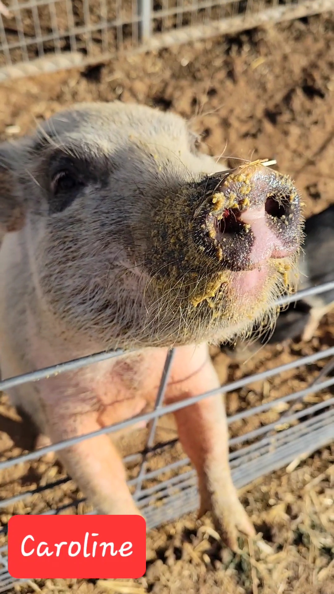 Enlarge Caroline, a Adoptable Pot Bellied in Agua Dulce, CA image 1/1