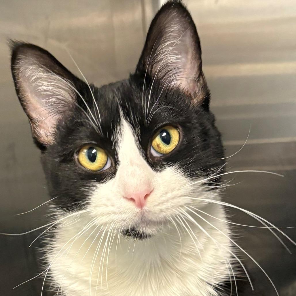 Joe, Adoptable, Young Male Domestic Short Hair.