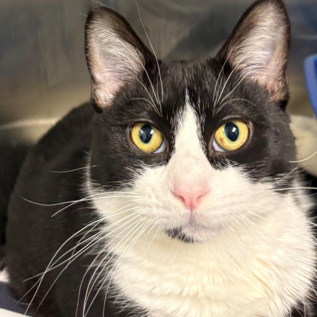 Enlarge Joe, a Adoptable Domestic Short Hair in East Hanover, NJ image 2/3