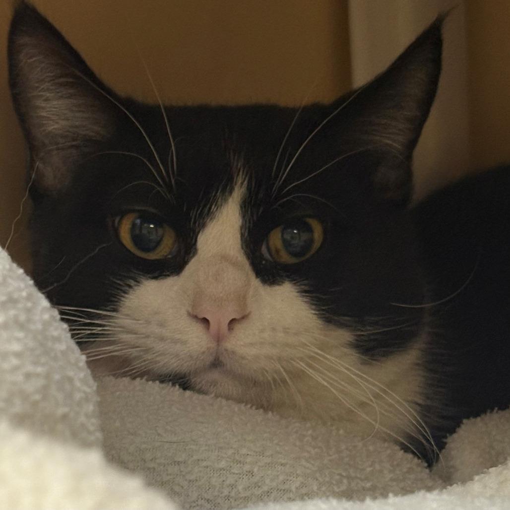 Enlarge Joe, a Adoptable Domestic Short Hair in East Hanover, NJ image 3/3