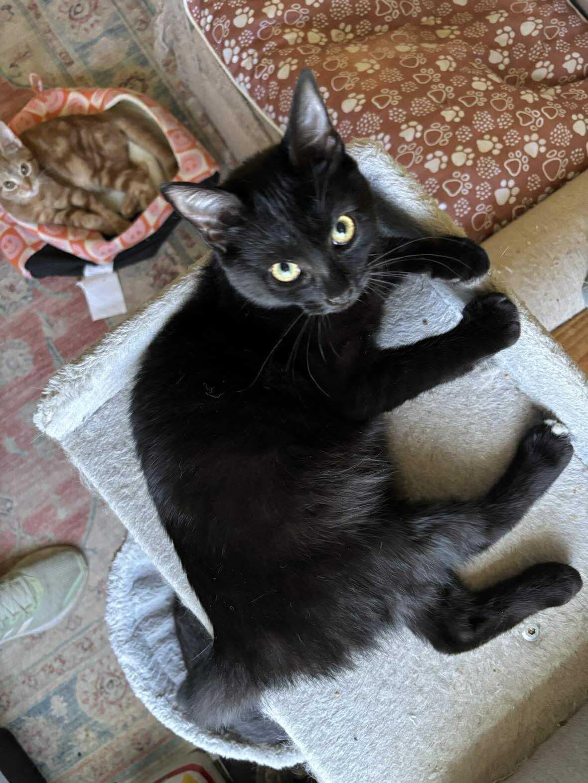Enlarge Luna, a Adoptable Domestic Short Hair in Westville, NJ image 1/1