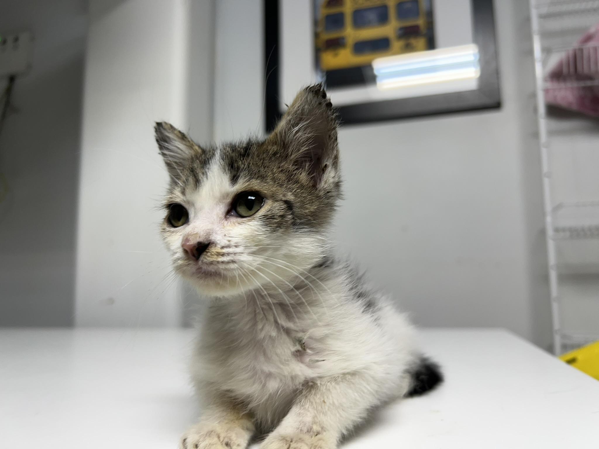 Dora, Young Female unknown