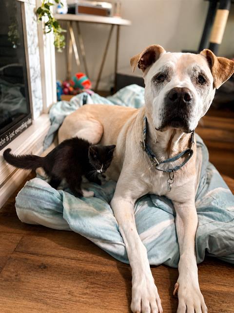 MISTER, Adoptable, Senior Male Labrador Retriever & Mixed Breed.