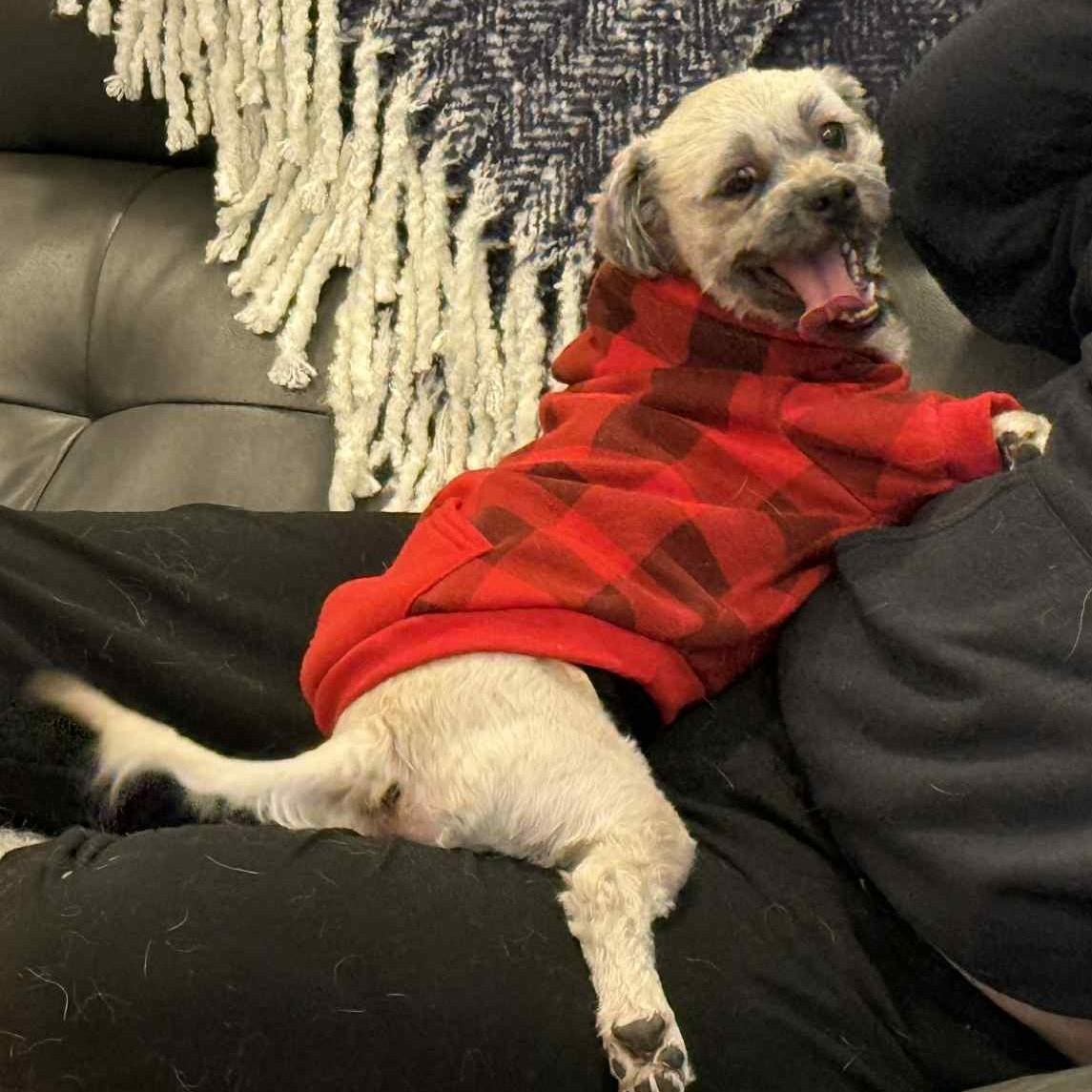 Enlarge Scrooge, a ADOPTABLE mixed breed in Cherry Hill, NJ image 5/6