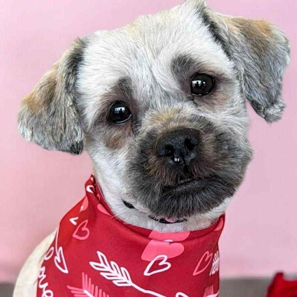 Enlarge Scrooge, a ADOPTABLE mixed breed in Cherry Hill, NJ image 3/6