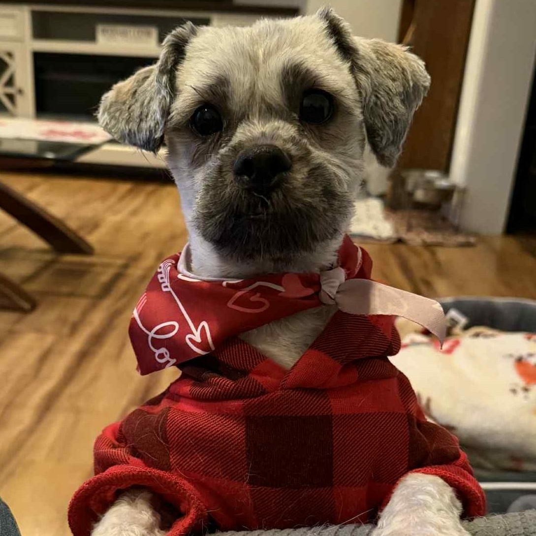 Enlarge Scrooge, a ADOPTABLE mixed breed in Cherry Hill, NJ image 4/6