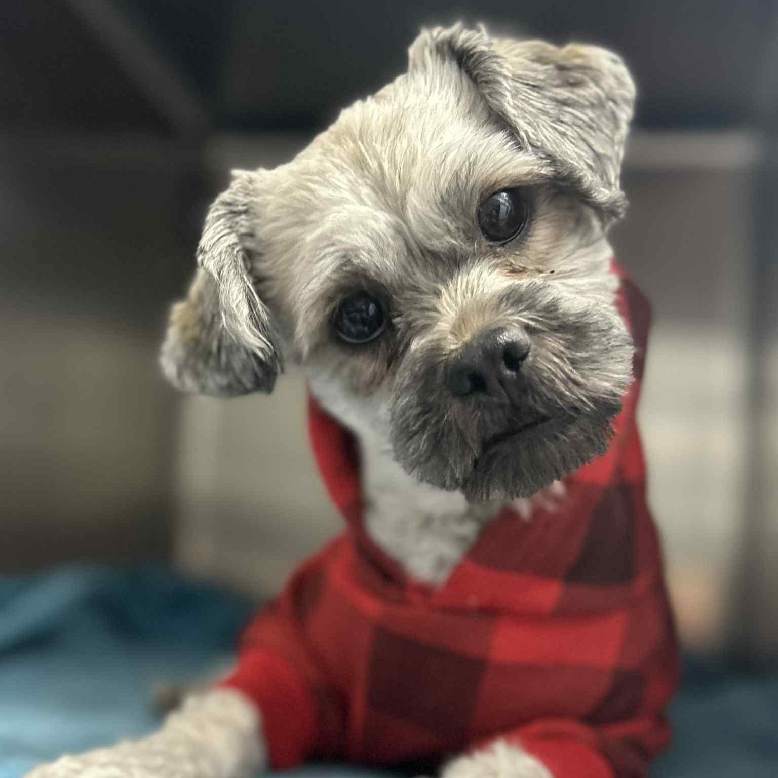 Scrooge, ADOPTABLE, Young Male Lhasa Apso.