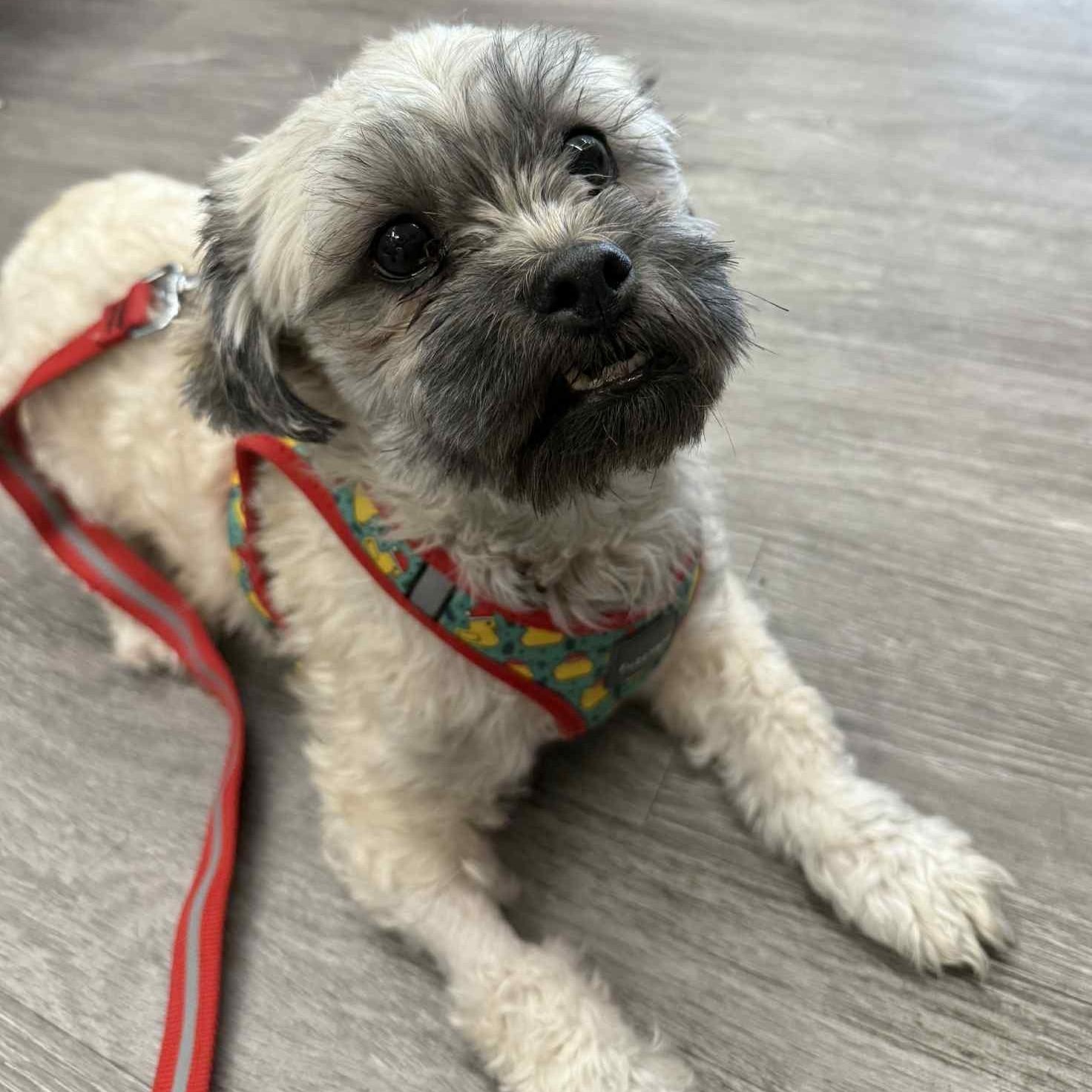 Enlarge Scrooge, a ADOPTABLE mixed breed in Cherry Hill, NJ image 2/6