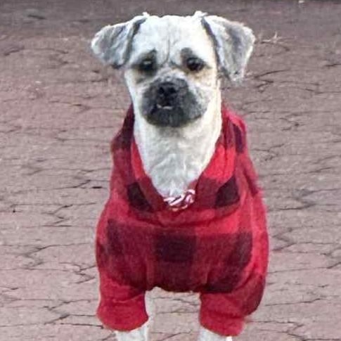 Enlarge Scrooge, a ADOPTABLE mixed breed in Cherry Hill, NJ image 6/6