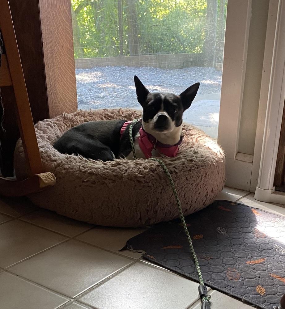 Ellie Midwood KY 4865, Adoptable, Adult Female Boston Terrier.