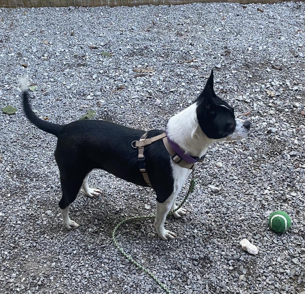 Ellie Midwood KY 4865, a Adoptable mixed breed in Maryville, TN image 2/5