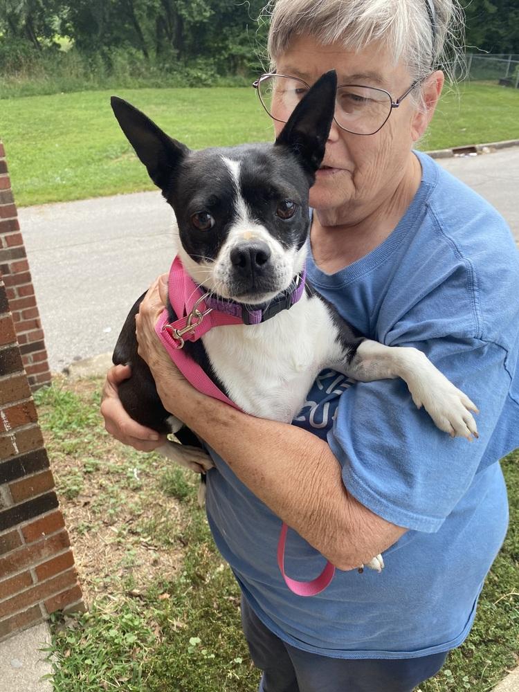 Ellie Midwood KY 4865, a Adoptable mixed breed in Maryville, TN image 3/5