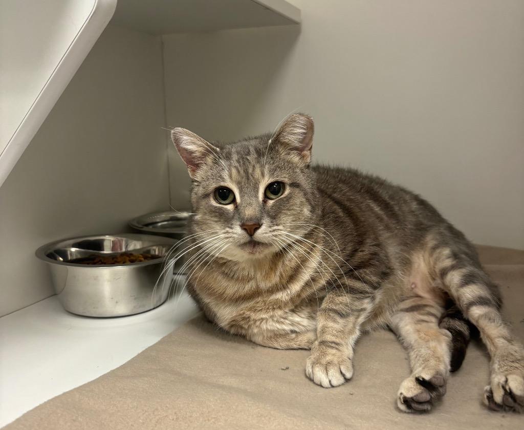Enlarge Gizmo, a Adopted Tabby in Frankfort, KY image 1/1