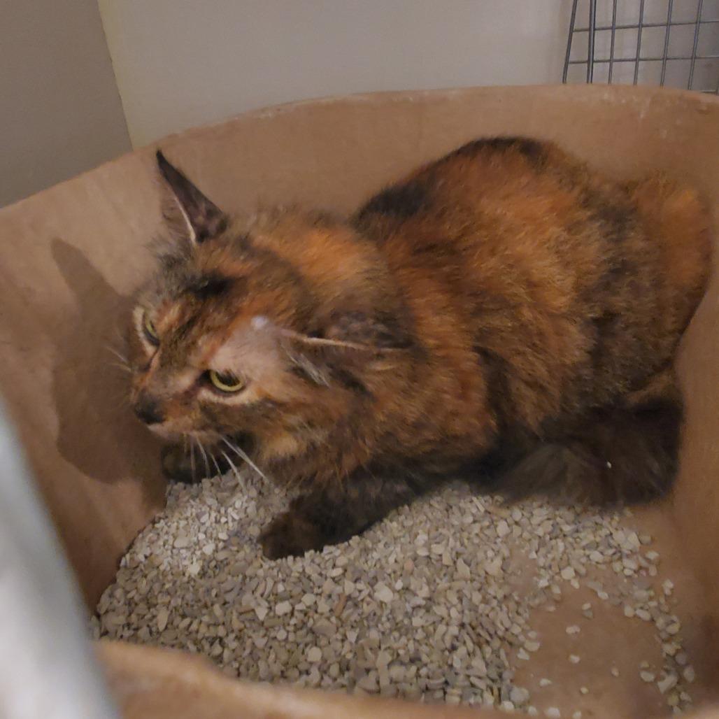 Enlarge Tessie, a Adoptable Domestic Short Hair in Port Charlotte, FL image 1/1