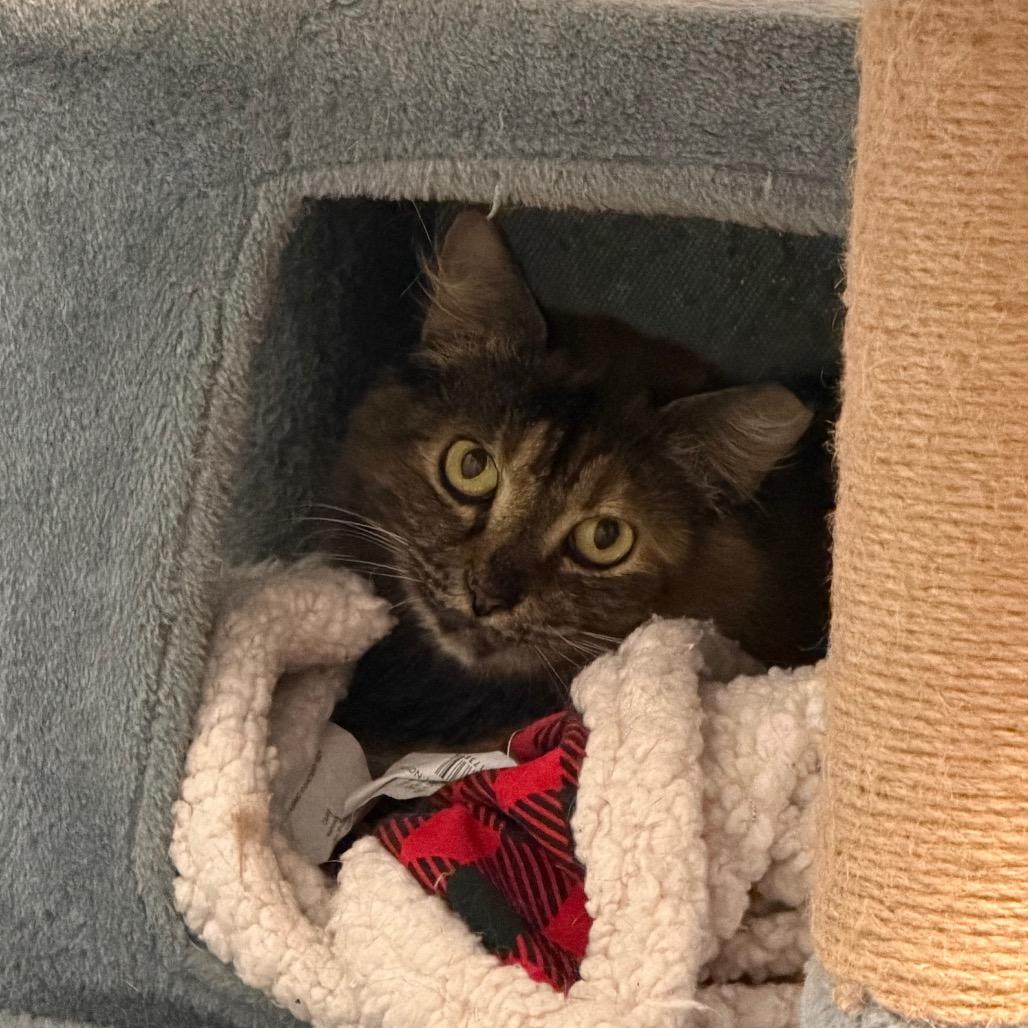 Enlarge Tessie, a Adoptable Domestic Short Hair in Port Charlotte, FL image 2/2