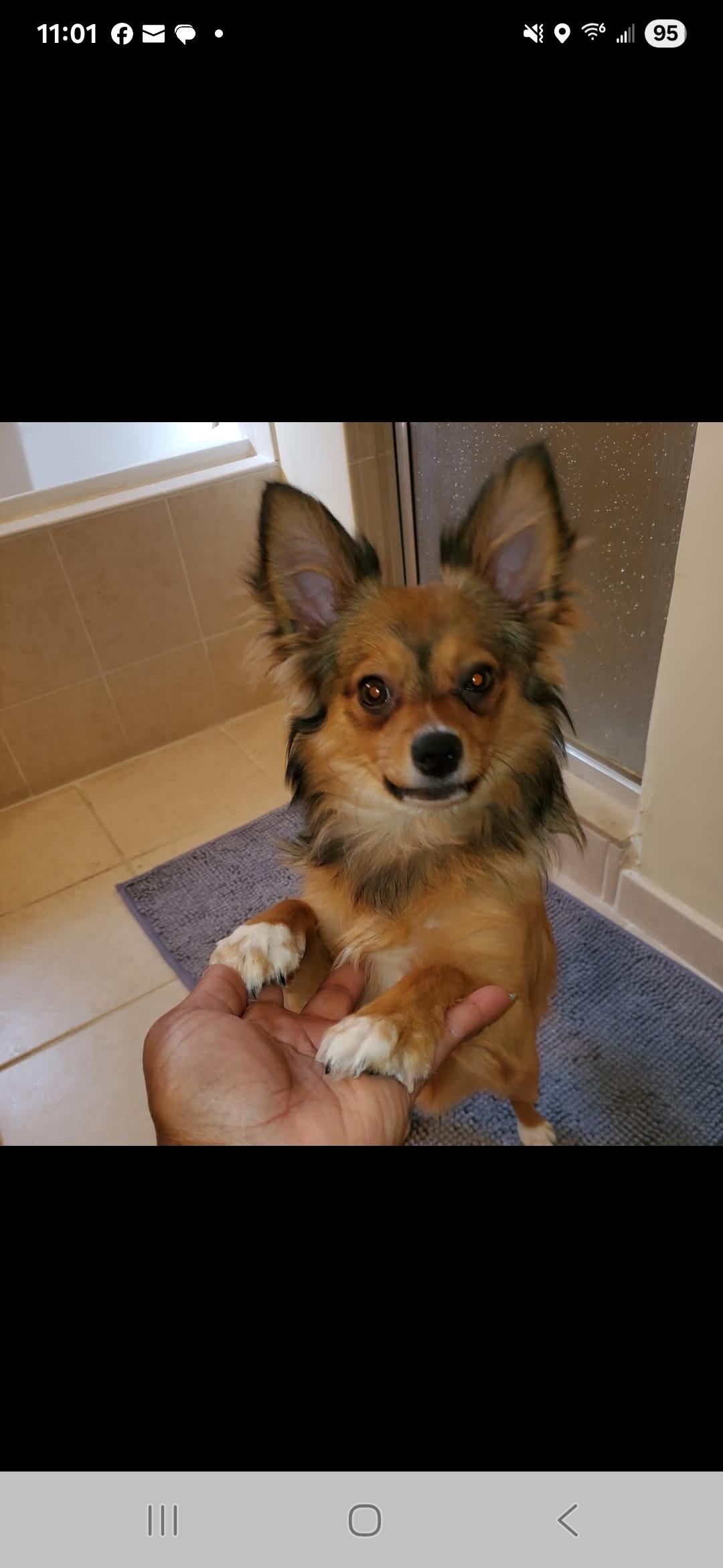 Gizmo Pomeranian Dog