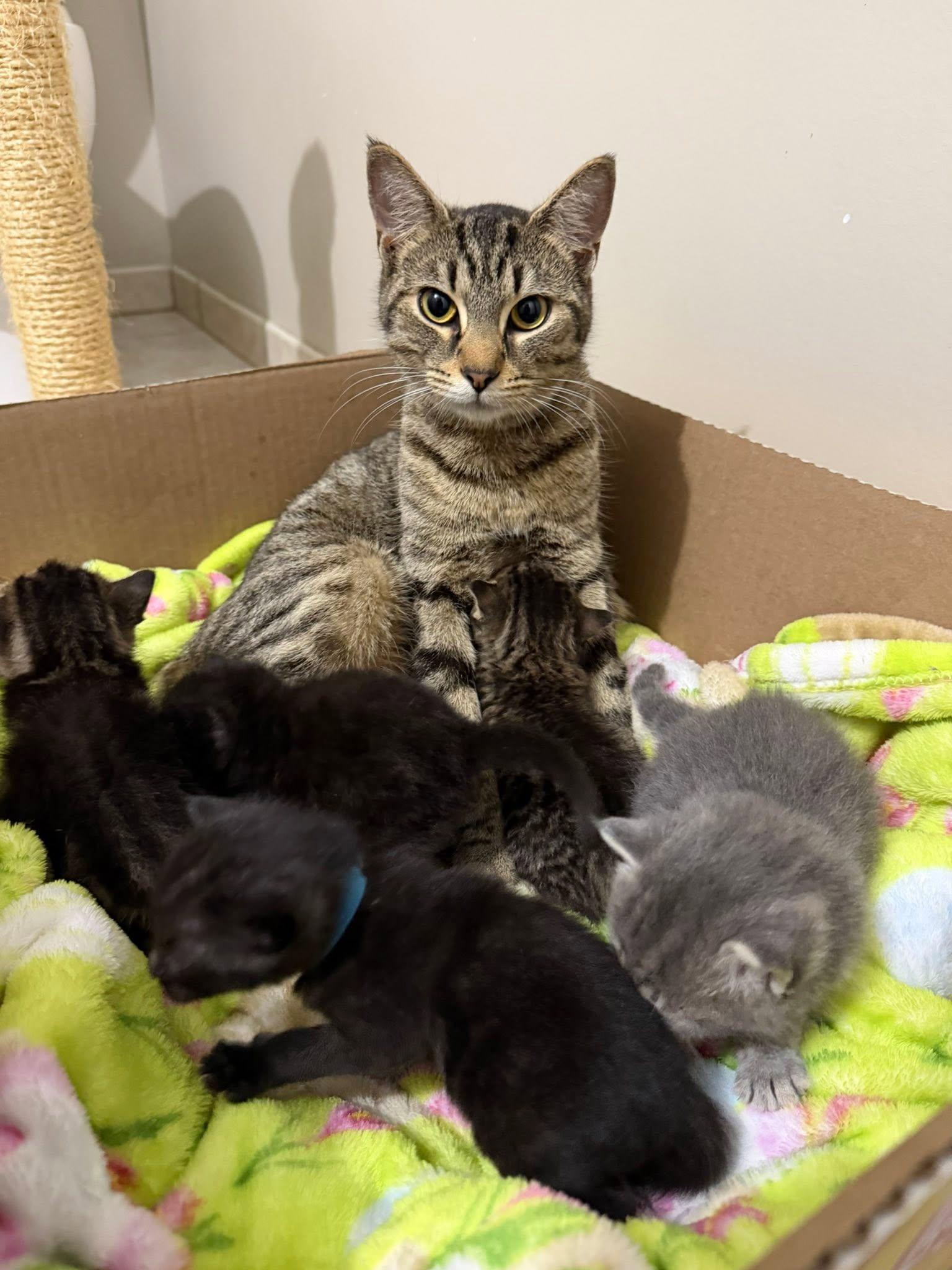 Enlarge Maria, a ADOPTABLE Domestic Short Hair in Cleveland, OH image 4/5