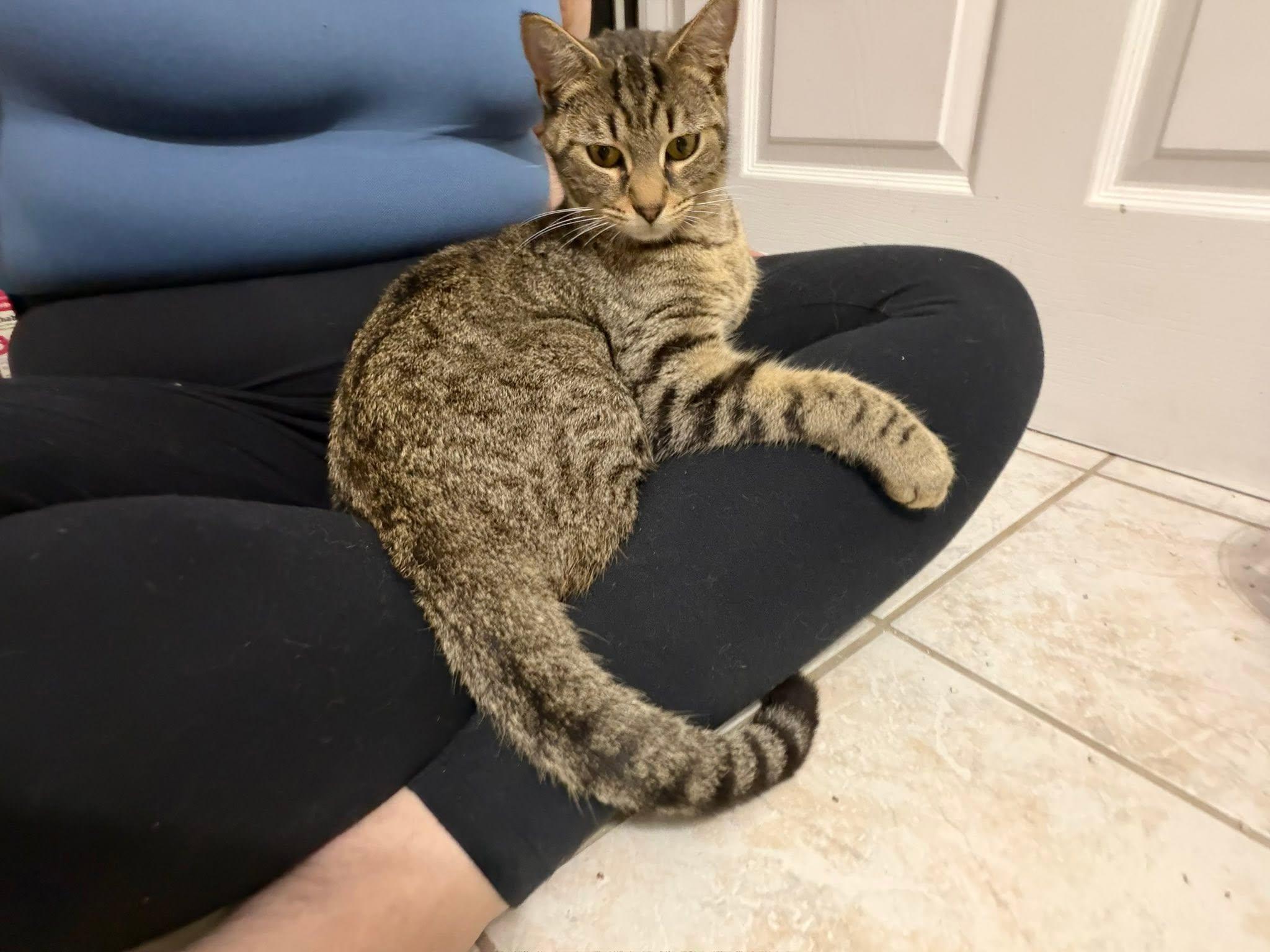 Enlarge Maria, a ADOPTABLE Domestic Short Hair in Cleveland, OH image 2/5