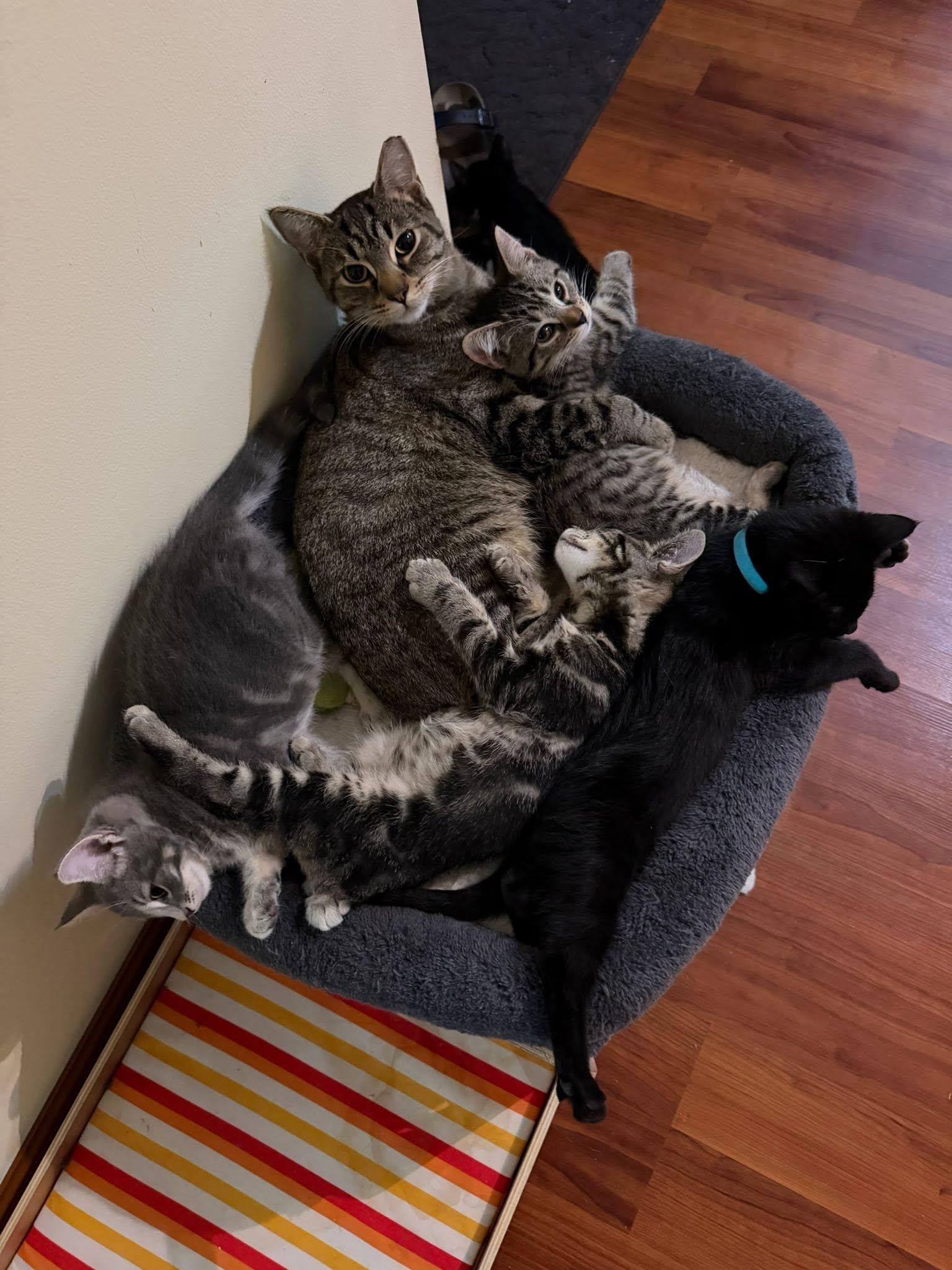 Enlarge Maria, a ADOPTABLE Domestic Short Hair in Cleveland, OH image 3/5