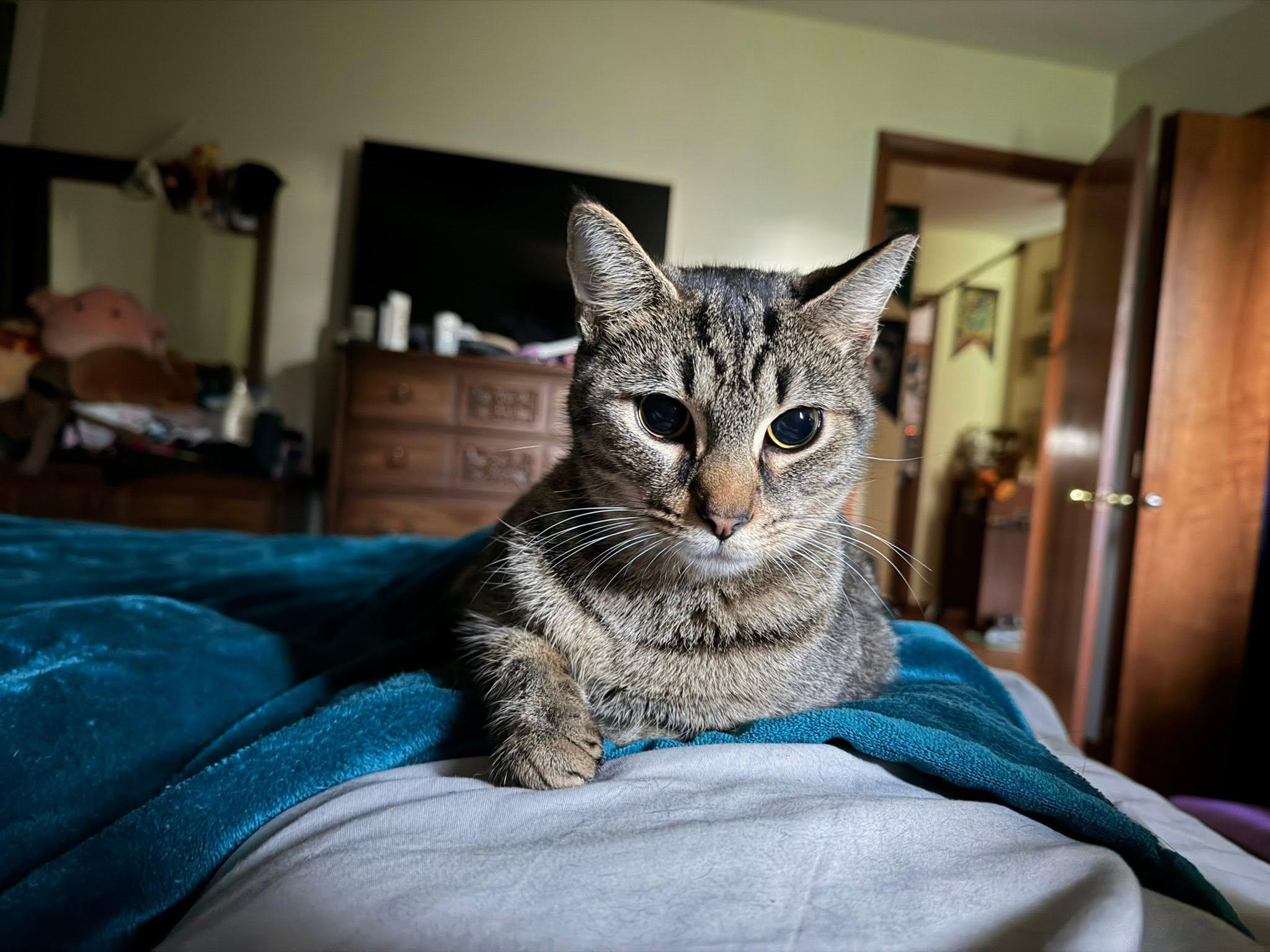 Enlarge Maria, a ADOPTABLE Domestic Short Hair in Cleveland, OH image 1/5