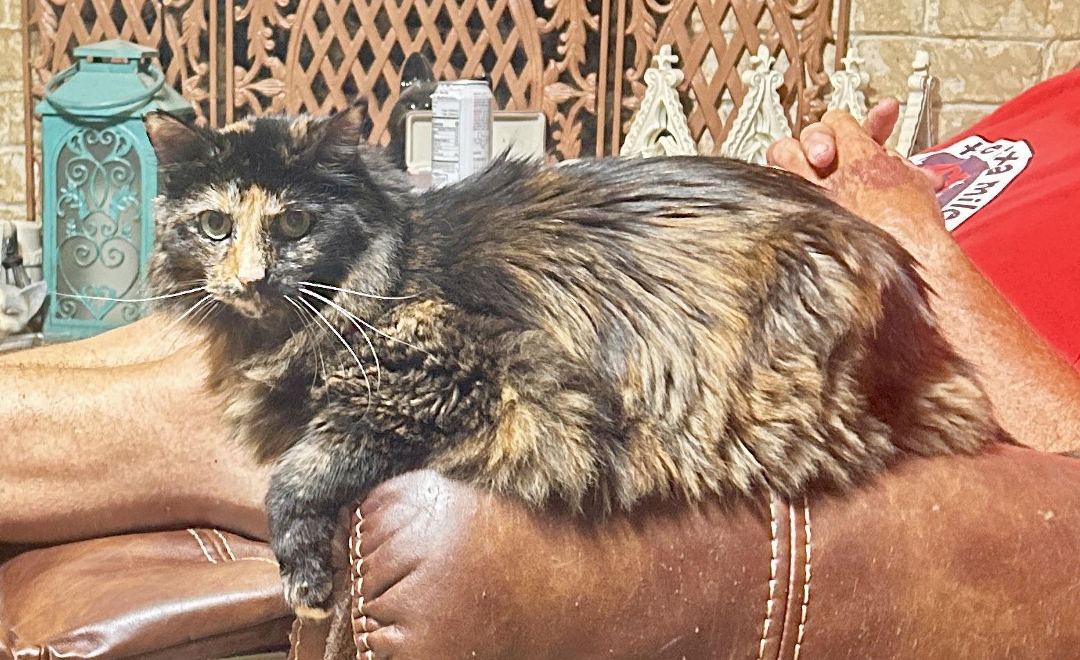 Miss Priss thumbnail 2