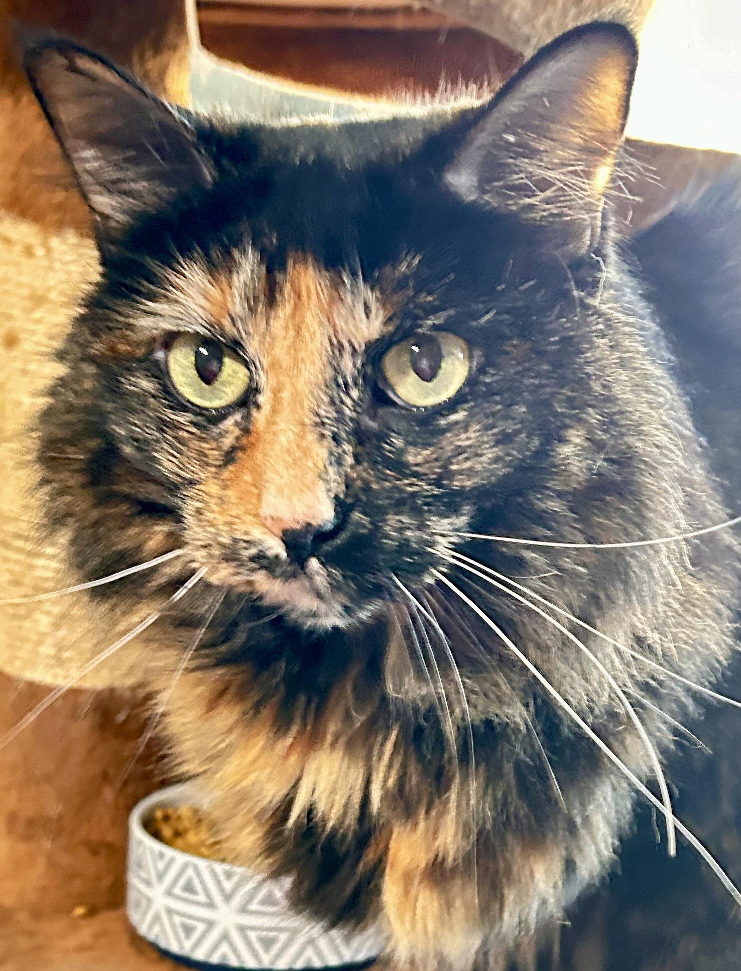 Miss Priss thumbnail 3