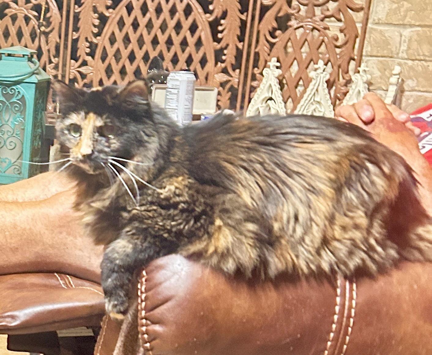 Miss Priss thumbnail 4