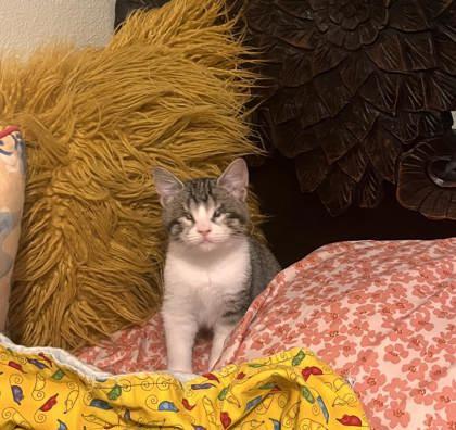 Lulu Bell (159519) (In a foster home), ADOPTABLE, Kitten Female Domestic Short Hair.