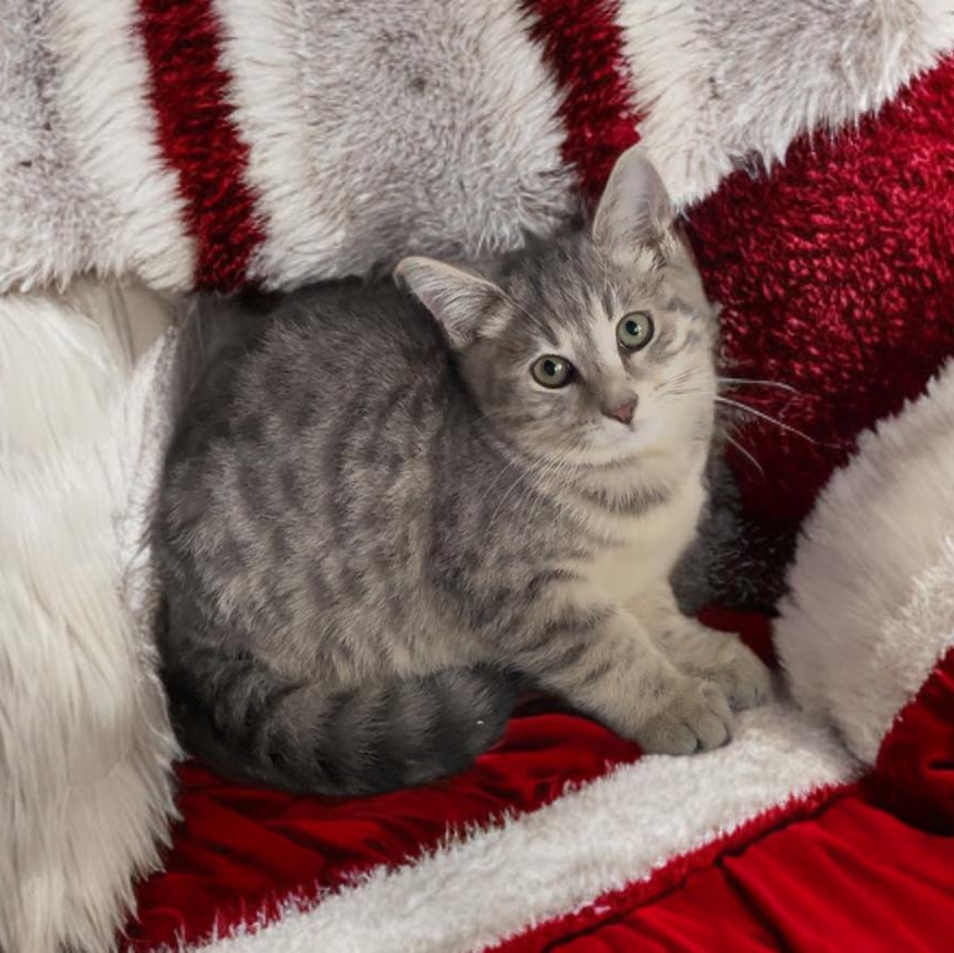 Summit, Flurry and Blizzard — thumbnail 5