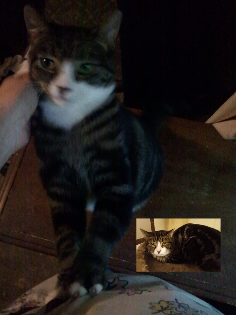 Enlarge Candy URGENT - FOSTER NEEDED!, a Adoptable mixed breed in Cookeville, TN image 3/5