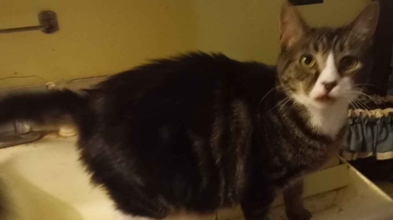 Enlarge Candy URGENT - FOSTER NEEDED!, a Adoptable mixed breed in Cookeville, TN image 4/5