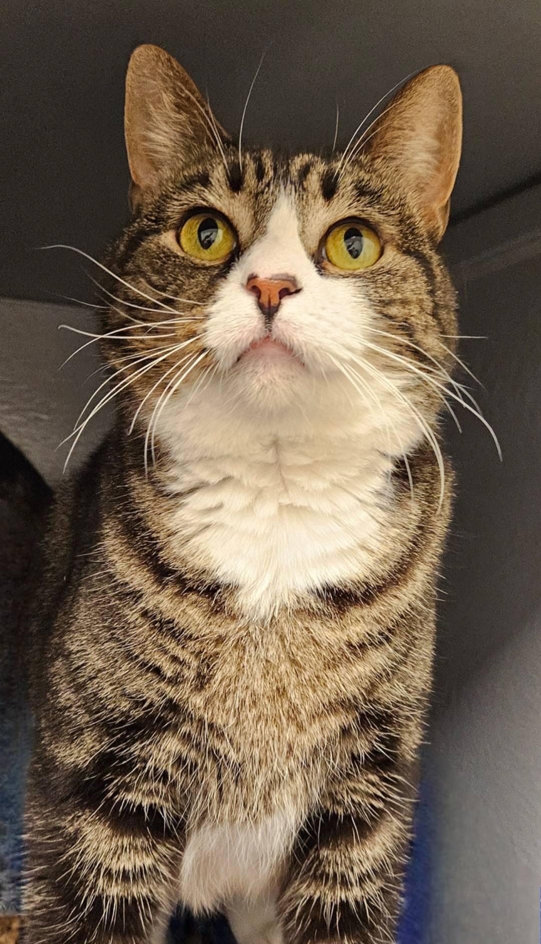 Enlarge Candy URGENT - FOSTER NEEDED!, a Adoptable mixed breed in Cookeville, TN image 1/5