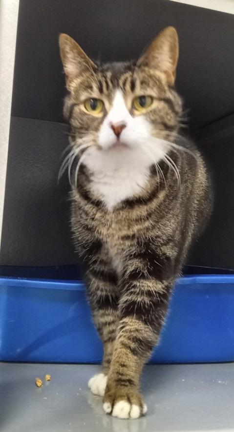 Enlarge Candy URGENT - FOSTER NEEDED!, a Adoptable mixed breed in Cookeville, TN image 2/5