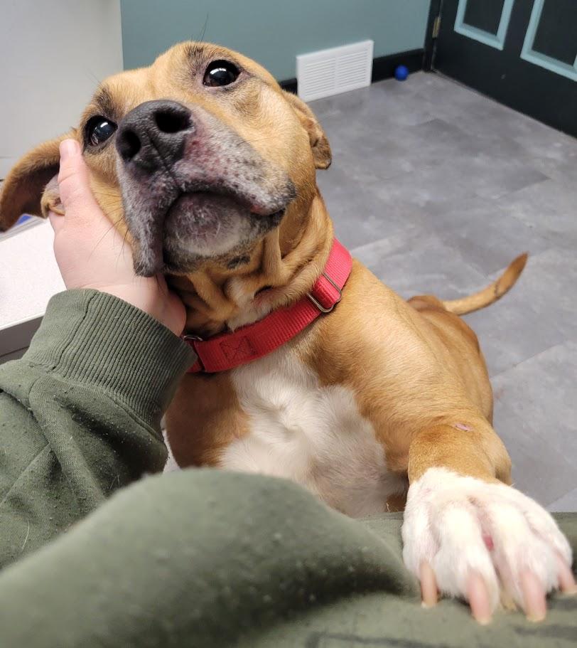 Enlarge Red, a ADOPTABLE mixed breed in Lisbon, OH image 2/6