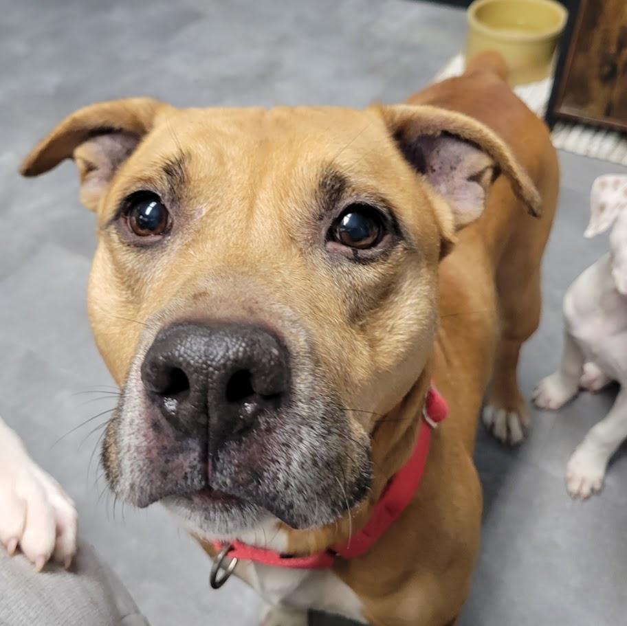 Enlarge Red, a ADOPTABLE mixed breed in Lisbon, OH image 6/6