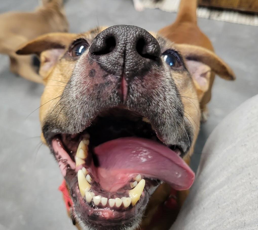 Enlarge Red, a ADOPTABLE mixed breed in Lisbon, OH image 4/6