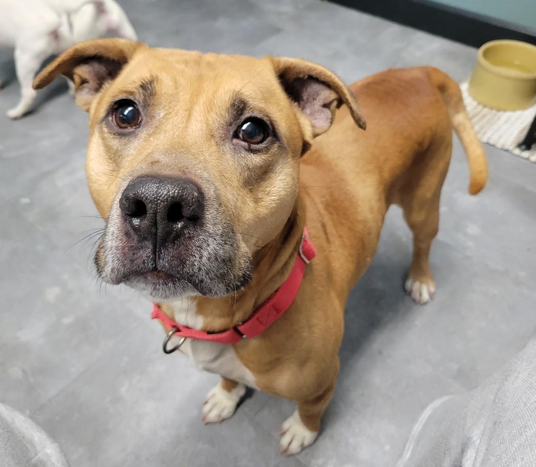 Enlarge Red, a ADOPTABLE mixed breed in Lisbon, OH image 5/6