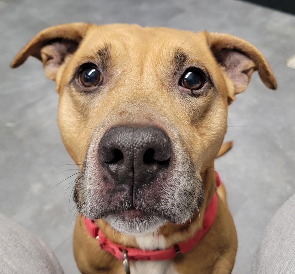 Enlarge Red, a ADOPTABLE mixed breed in Lisbon, OH image 3/6