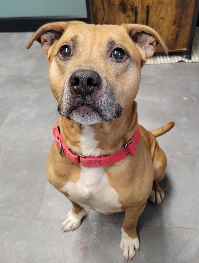 Red, ADOPTABLE, Adult Male Pit Bull Terrier.