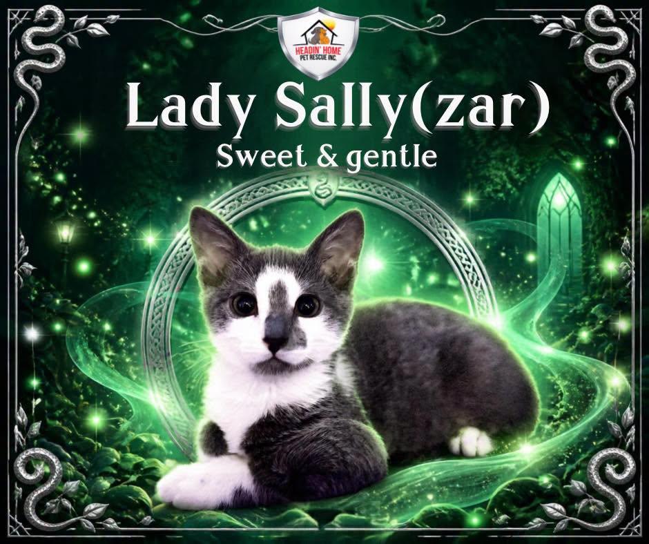 Enlarge Sally(zar) Slytherin, a Adoptable Domestic Short Hair in Holland, MI image 1/3