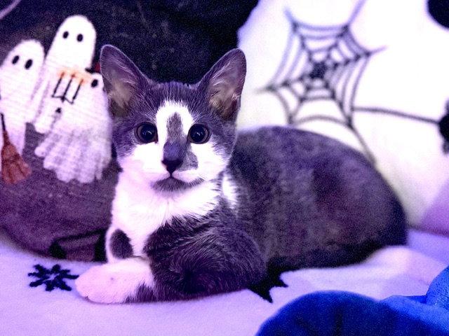 Enlarge Sally(zar) Slytherin, a Adoptable Domestic Short Hair in Holland, MI image 2/3