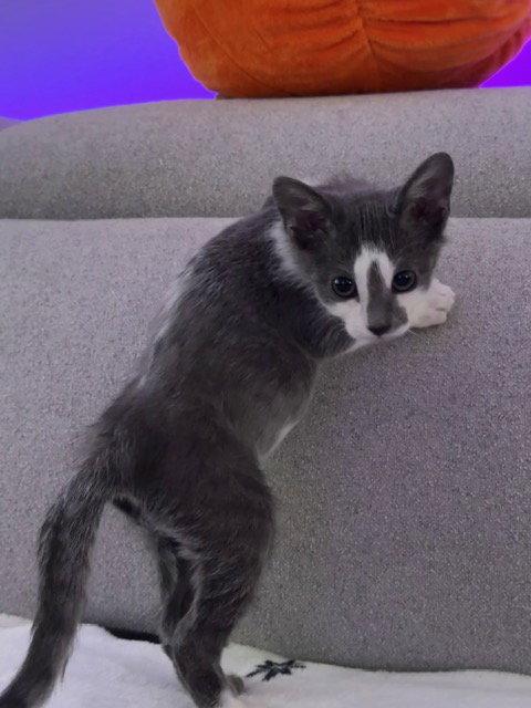Enlarge Sally(zar) Slytherin, a Adoptable Domestic Short Hair in Holland, MI image 3/3