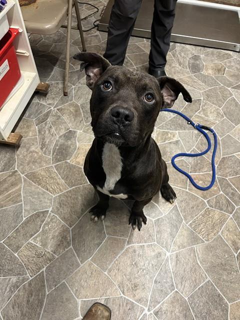 JUDD, Adoptable, Young Male American Staffordshire Terrier.