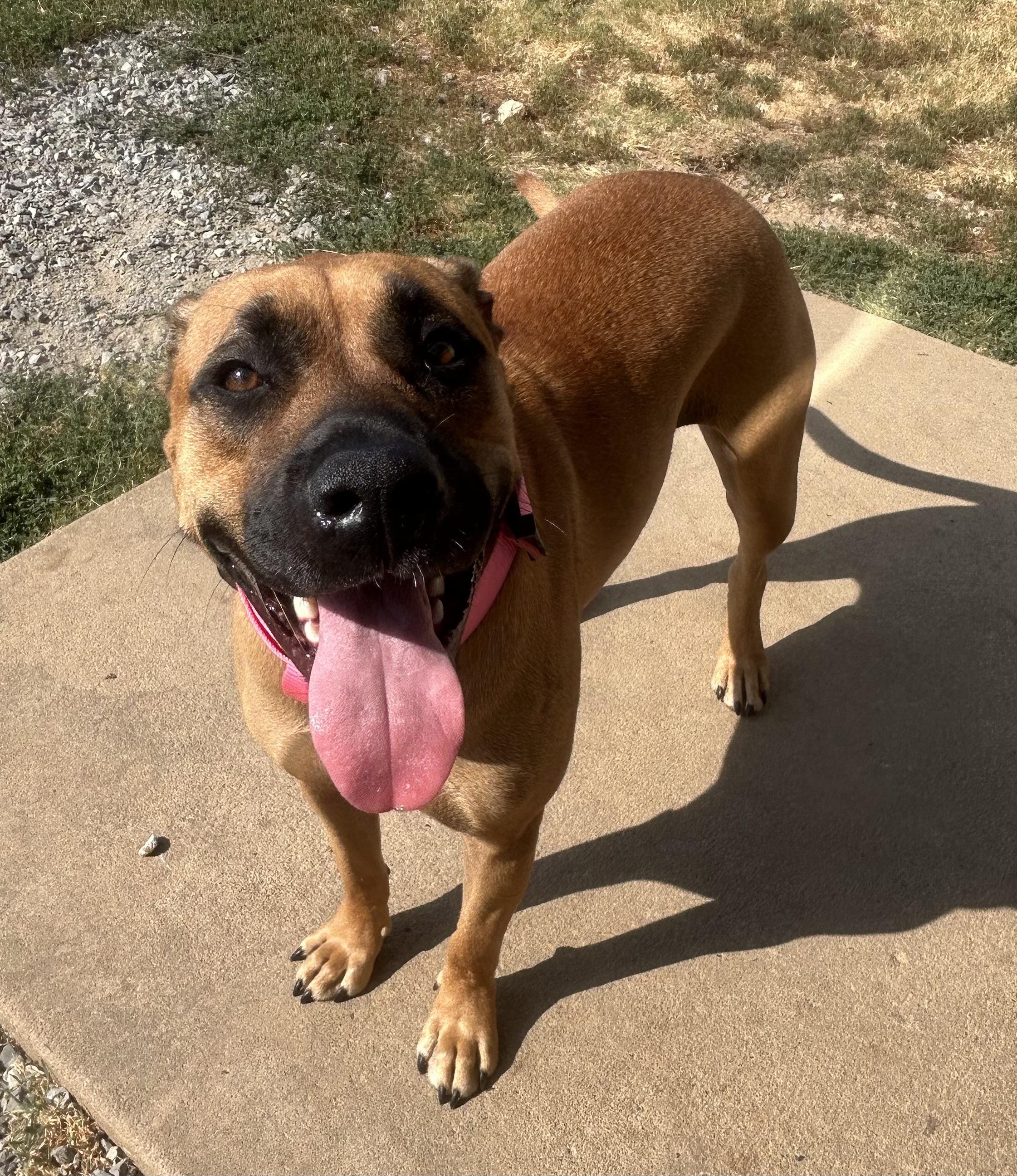 Sage, ADOPTABLE, Adult Female Black Mouth Cur.