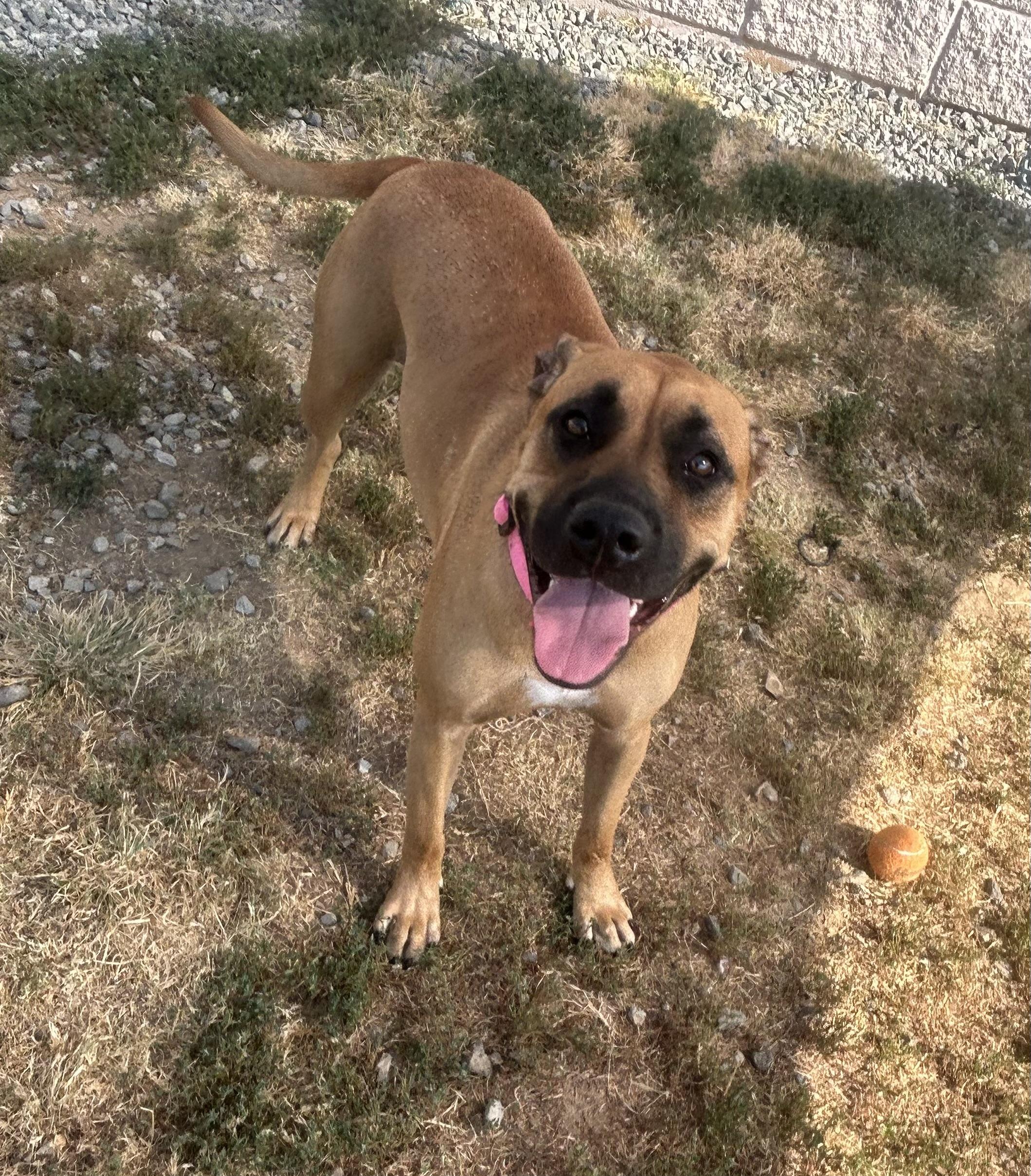Sage, a ADOPTABLE mixed breed in Siloam Springs, AR image 3/3