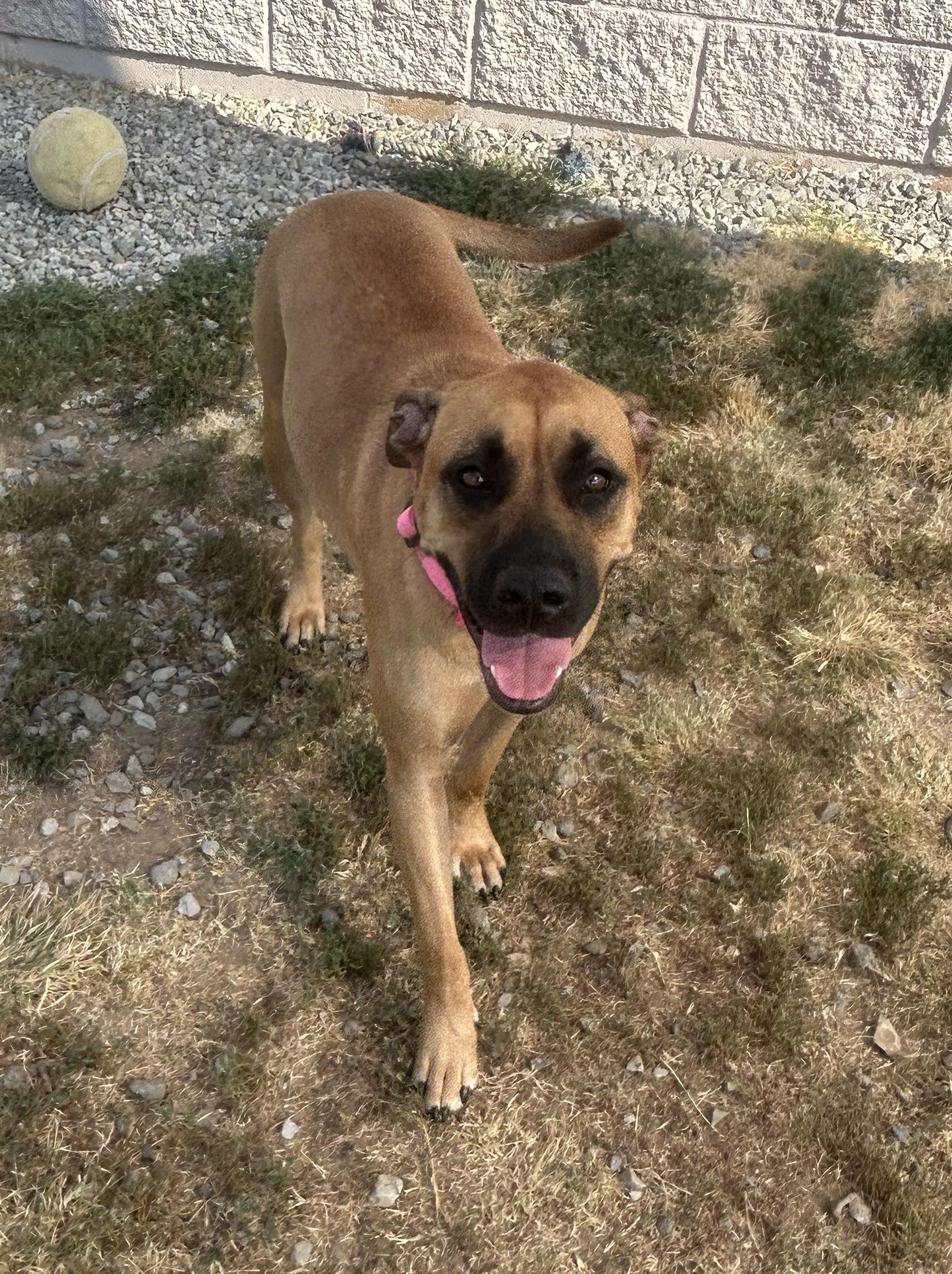 Sage, a ADOPTABLE mixed breed in Siloam Springs, AR image 2/3